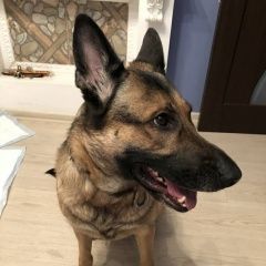 Подробнее об объявлении «Найдена собака бибирево, лескова, дом 10 Москва» Фото: найдена собака Немецкая овчарка «Найдена собака бибирево, лескова, дом 10 Москва» в г. Москва