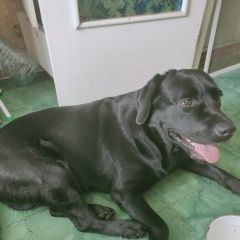 Подробнее об объявлении «Ангарск Найдена собака кобель» Фото: найдена собака Лабрадор ретривер «Ангарск Найдена собака кобель» в г. Ангарск