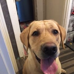 Подробнее об объявлении «Найдена собака лабрадор девочка Москва» Фото: найдена собака Лабрадор ретривер «Найдена собака лабрадор девочка Москва» в г. Москва