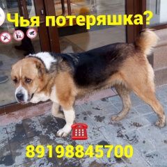 Подробнее об объявлении «Найдена собака Ростов-на-Дону» Фото: найдена собака Среднеазиатская овчарка «Найдена собака Ростов-на-Дону» в г. Ростов-на-Дону