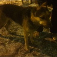 Подробнее об объявлении «Найдена собака Москва» Фото: найдена собака  «Найдена собака Москва» в г. Москва
