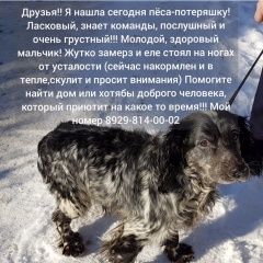 Подробнее об объявлении «Найдена собака кобель Ростов-на-Дону» Фото: найдена собака Английский кокер-спаниель «Найдена собака кобель Ростов-на-Дону» в г. Ростов-на-Дону