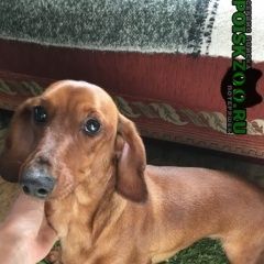 Подробнее об объявлении «Найдена собака такса Егорьевск» Фото: найдена собака Такса «Найдена собака такса Егорьевск» в г. Егорьевск