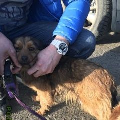 Подробнее об объявлении «Миллерово Найдена собака» Фото: найдена собака  «Миллерово Найдена собака» в г. Миллерово