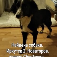 Подробнее об объявлении «Иркутск Найдена собака ниже колена. девочка» Фото: найдена собака  «Иркутск Найдена собака ниже колена. девочка» в г. Иркутск