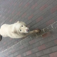 Подробнее об объявлении «Найдена собака Москва» Фото: найдена собака  «Найдена собака Москва» в г. Москва