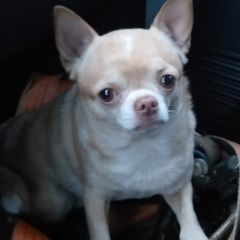 Подробнее об объявлении «Найдена собака кобель   Кемерово» Фото: найдена собака Чихуахуа «Найдена собака кобель   Кемерово» в г. Кемерово