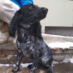 Подробнее об объявлении «Найдена собака 14.02 русский спаниель Электросталь» Фото: найдена собака Русский охотничий спаниель «Найдена собака 14.02 русский спаниель Электросталь» в г. Электросталь