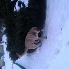 Подробнее об объявлении «Найдена собака кобель Дмитров» Фото: найдена собака  «Найдена собака кобель Дмитров» в г. Дмитров