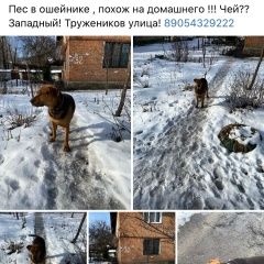 Подробнее об объявлении «Найдена собака Ростов-на-Дону» Фото: найдена собака  «Найдена собака Ростов-на-Дону» в г. Ростов-на-Дону