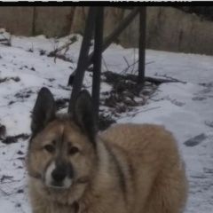 Подробнее об объявлении «Найдена собака похожа на лайку Вороново» Фото: найдена собака  «Найдена собака похожа на лайку Вороново» в г. Вороново