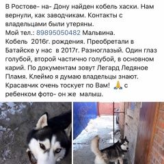 Подробнее об объявлении «Найдена собака кобель Ростов-на-Дону» Фото: найдена собака Сибирская хаски «Найдена собака кобель Ростов-на-Дону» в г. Ростов-на-Дону