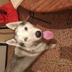 Подробнее об объявлении «Ахтубинск Найдена собака кобель» Фото: найдена собака Западно-сибирская лайка «Ахтубинск Найдена собака кобель» в г. Ахтубинск