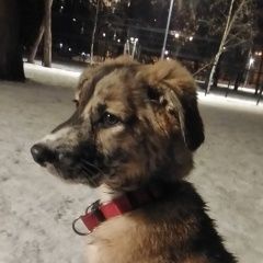 Подробнее об объявлении «Найдена собака Москва» Фото: найдена собака  «Найдена собака Москва» в г. Москва