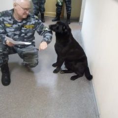 Подробнее об объявлении «Найдена собака Нижний Новгород» Фото: найдена собака Лабрадор ретривер «Найдена собака Нижний Новгород» в г. Нижний Новгород