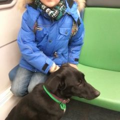 Подробнее об объявлении «Найдена собака кобель Москва» Фото: найдена собака  «Найдена собака кобель Москва» в г. Москва