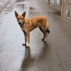 Подробнее об объявлении «Найдена собака кобель рыжий кобель, южнопортовый район Москва» Фото: найдена собака  «Найдена собака кобель рыжий кобель,...» в г. Москва