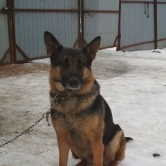 Подробнее об объявлении «Найдена собака немецкая овчарка Троицк» Фото: найдена собака Немецкая овчарка «Найдена собака немецкая овчарка Троицк» в г. Троицк