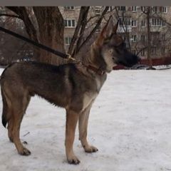 Подробнее об объявлении «Найдена собака кобель Москва» Фото: найдена собака  «Найдена собака кобель Москва» в г. Москва