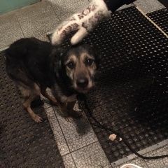 Подробнее об объявлении «Найдена собака кобель мальчик, тощий, с поводом и ошейником Москва» Фото: найдена собака  «Найдена собака кобель мальчик, тощий, с поводом...» в г. Москва