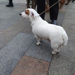 Подробнее об объявлении «Найдена собака кобель кастрированный кабель джек рассел Москва» Фото: найдена собака Джек рассел терьер «Найдена собака кобель кастрированный кабель...» в г. Москва