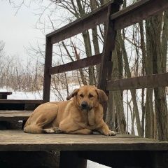 Подробнее об объявлении «Найдена собака кобель Москва» Фото: найдена собака  «Найдена собака кобель Москва» в г. Москва