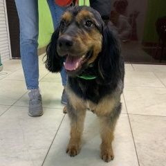 Подробнее об объявлении «Найдена собака спаниель зао Москва» Фото: найдена собака Английский кокер-спаниель «Найдена собака спаниель зао Москва» в г. Москва