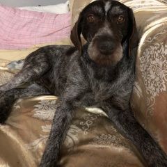 Подробнее об объявлении «Липецк Найдена собака сселки дратхаар» Фото: найдена собака Дратхаар «Липецк Найдена собака сселки дратхаар» в г. Липецк