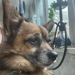 Подробнее об объявлении «Найдена собака кобель  Малаховка» Фото: найдена собака  «Найдена собака кобель  Малаховка» в г. Малаховка