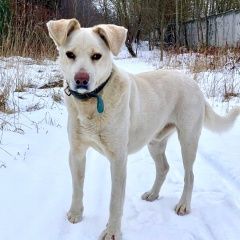 Подробнее об объявлении «Найдена собака кобель Москва» Фото: найдена собака  «Найдена собака кобель Москва» в г. Москва