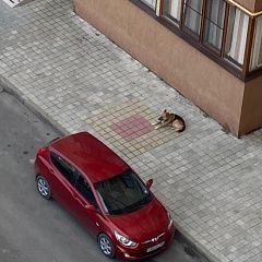 Подробнее об объявлении «Анапа Найдена собака кобель» Фото: найдена собака Немецкая овчарка «Анапа Найдена собака кобель» в г. Анапа