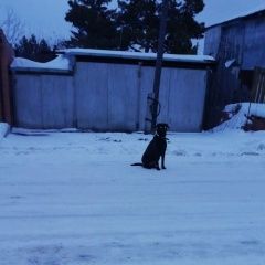 Подробнее об объявлении «Найдена собака чёрная, девочка Тюмень» Фото: найдена собака  «Найдена собака чёрная, девочка Тюмень» в г. Тюмень