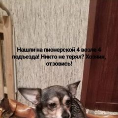Подробнее об объявлении «Электроугли Найдена собака» Фото: найдена собака Чихуахуа «Электроугли Найдена собака» в г. Электроугли