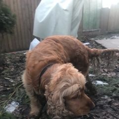 Подробнее об объявлении «Найдена собака кобель 19.02 юао спаниель Москва» Фото: найдена собака Английский кокер-спаниель «Найдена собака кобель 19.02 юао спаниель Москва» в г. Москва