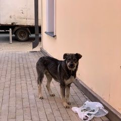 Подробнее об объявлении «Найдена собака кобель ул станиславского, метро таганская Москва» Фото: найдена собака  «Найдена собака кобель ул станиславского, метро...» в г. Москва