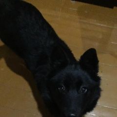 Подробнее об объявлении «Найдена собака Ульяновск» Фото: найдена собака  «Найдена собака Ульяновск» в г. Ульяновск