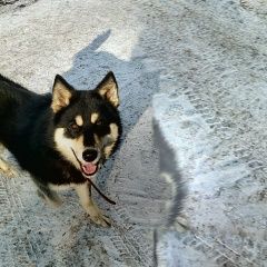 Подробнее об объявлении «Красноярск Найдена собака» Фото: найдена собака  «Красноярск Найдена собака» в г. Красноярск