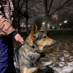 Подробнее об объявлении «Найдена собака кобель Москва» Фото: найдена собака  «Найдена собака кобель Москва» в г. Москва