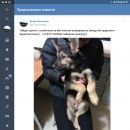 Подробнее об объявлении «Найдена собака щеночек Санкт-Петербург» Фото: найдена собака  «Найдена собака щеночек Санкт-Петербург» в г. Санкт-Петербург