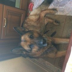 Подробнее об объявлении «Найдена собака кобель немецкая овчарка Москва» Фото: найдена собака Немецкая овчарка «Найдена собака кобель немецкая овчарка Москва» в г. Москва