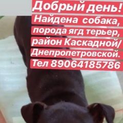 Подробнее об объявлении «Найдена собака Ростов-на-Дону» Фото: найдена собака Ягд-терьер «Найдена собака Ростов-на-Дону» в г. Ростов-на-Дону