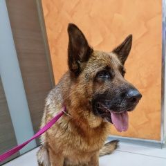 Подробнее об объявлении «Найдена собака Москва» Фото: найдена собака Немецкая овчарка «Найдена собака Москва» в г. Москва