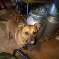 Подробнее об объявлении «Найдена собака кобель Троицк» Фото: найдена собака  «Найдена собака кобель Троицк» в г. Троицк