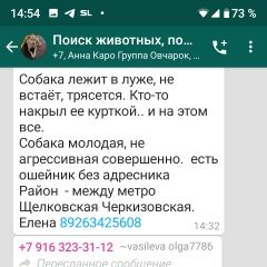 Подробнее об объявлении «Найдена собака Москва» Фото: найдена собака  «Найдена собака Москва» в г. Москва
