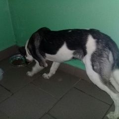 Подробнее об объявлении «Найдена собака ева, м пражская Москва» Фото: найдена собака  «Найдена собака ева, м пражская Москва» в г. Москва