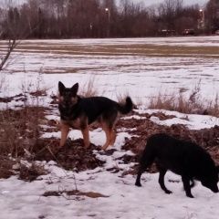 Подробнее об объявлении «Лобня Найдена собака кобель» Фото: найдена собака Немецкая овчарка «Лобня Найдена собака кобель» в г. Лобня