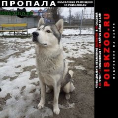 Подробнее об объявлении «Найдена собака кобель нашли хаски Ростов-на-Дону» Фото: найдена собака Сибирская хаски «Найдена собака кобель нашли хаски Ростов-на-Дону» в г. Ростов-на-Дону