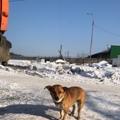 Подробнее об объявлении «Екатеринбург Найдена собака кобель пёс» Фото: найдена собака  «Екатеринбург Найдена собака кобель пёс» в г. Екатеринбург