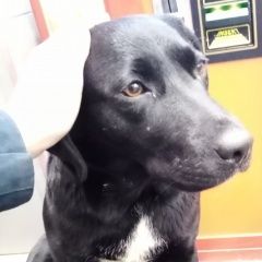 Подробнее об объявлении «Найдена собака замечена чёрная крупная собака в тюмени Тюмень» Фото: найдена собака  «Найдена собака замечена чёрная крупная собака в...» в г. Тюмень