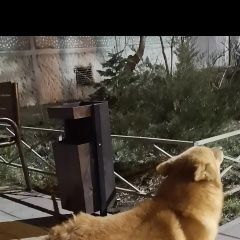 Подробнее об объявлении «Краснодар Найдена собака кобель карело-финская лайка» Фото: найдена собака  «Краснодар Найдена собака кобель карело-финская...» в г. Краснодар